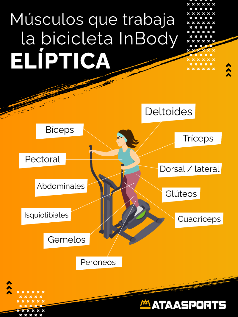 infografía músculos en eliptica
